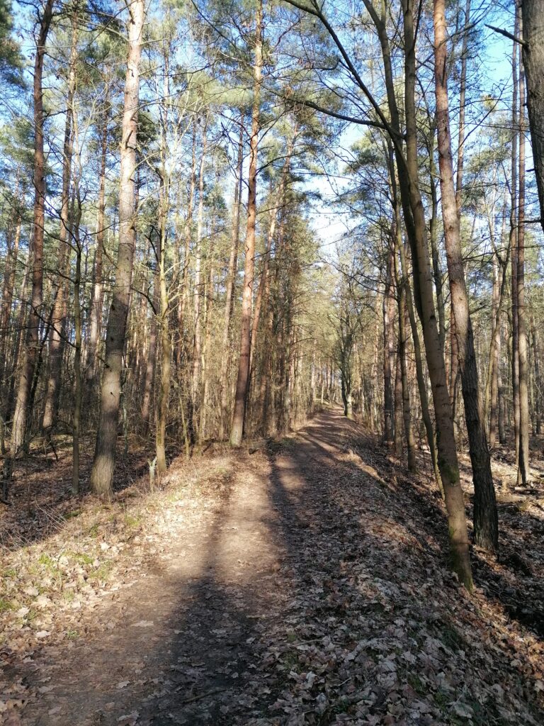 A forest in autumn