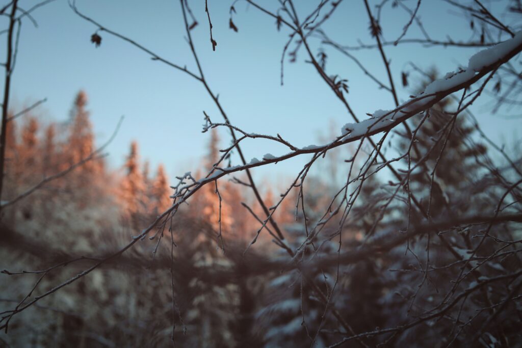 Branches covered by snow, photo by Monika Sojčáková