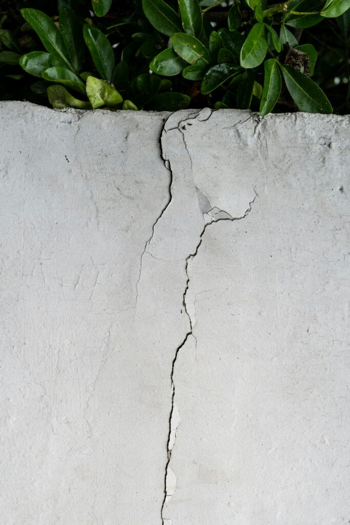Ein Riss in der Mauer und oben eine kleine Pflanze