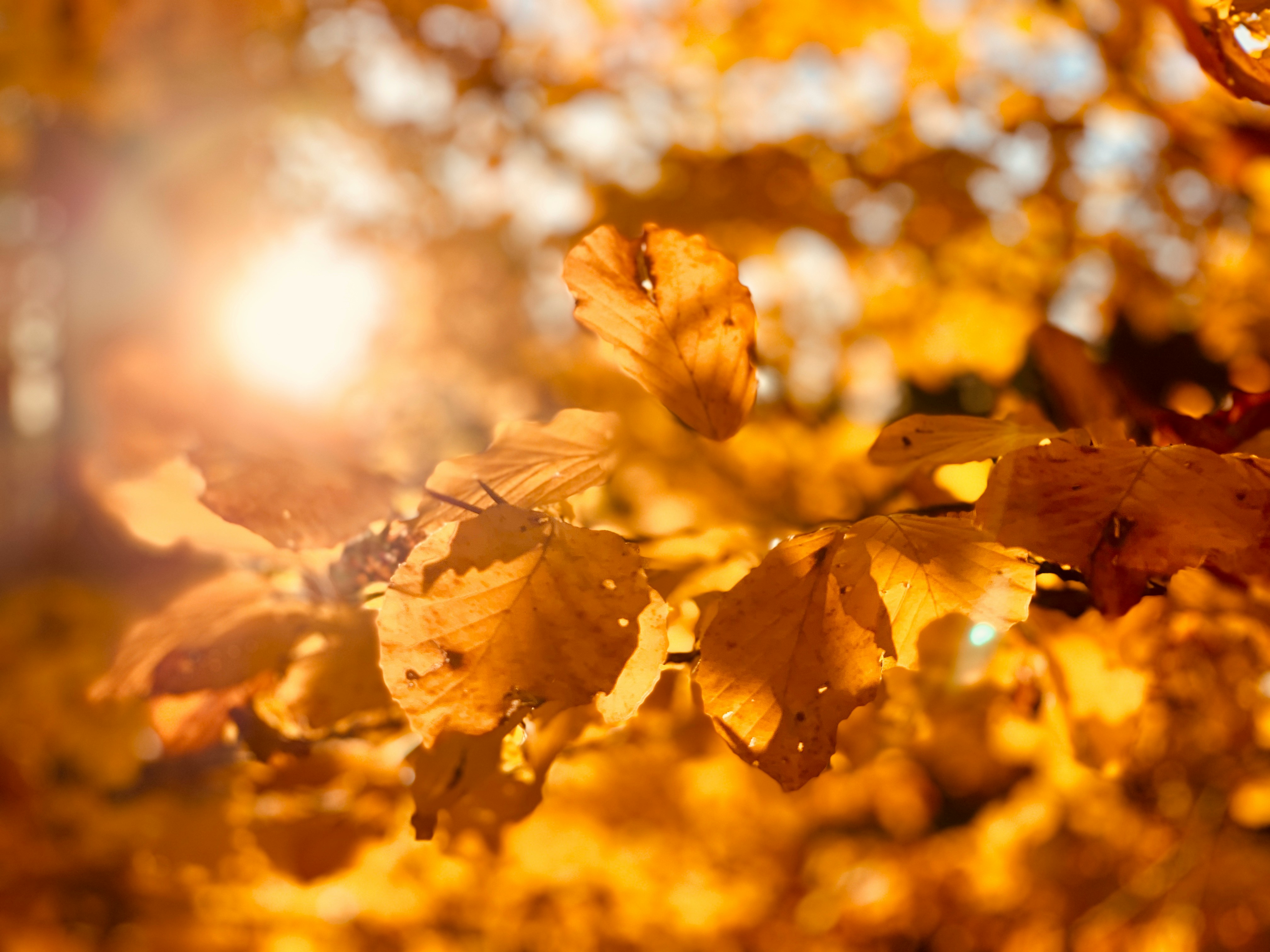 Sunlight through autumn leaves, photo by   Timotheus Fröbel 