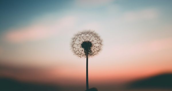 Bild zeigt eine Pusteblume in der Hand - Symbol für Loslassen, Veränderung und Neubeginn , Bild von Aleksandr Ledogorov